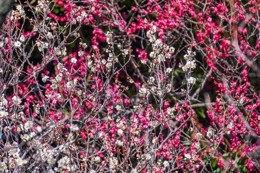 ⛩️ 야보 텐만궁 이미지 4